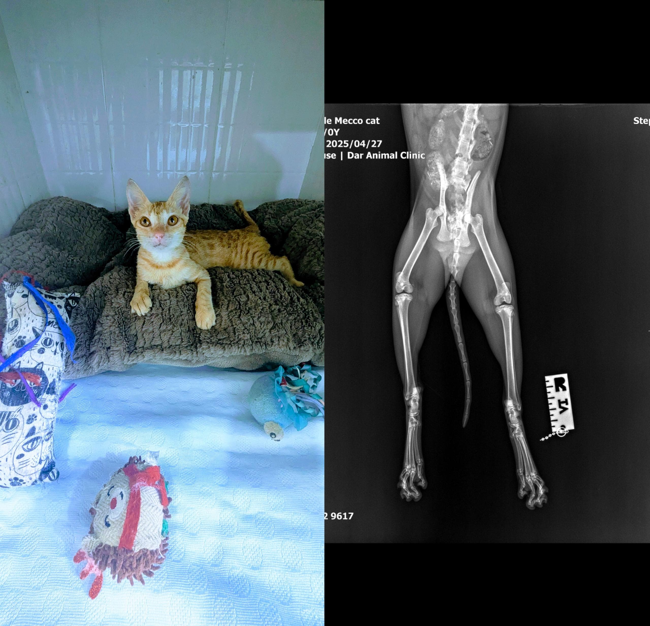 Luna the dog needing surgery